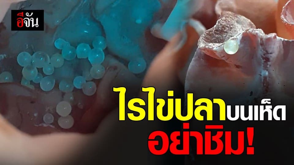 เคยเจอไหม? ไรไข่ปลาบนเห็ด