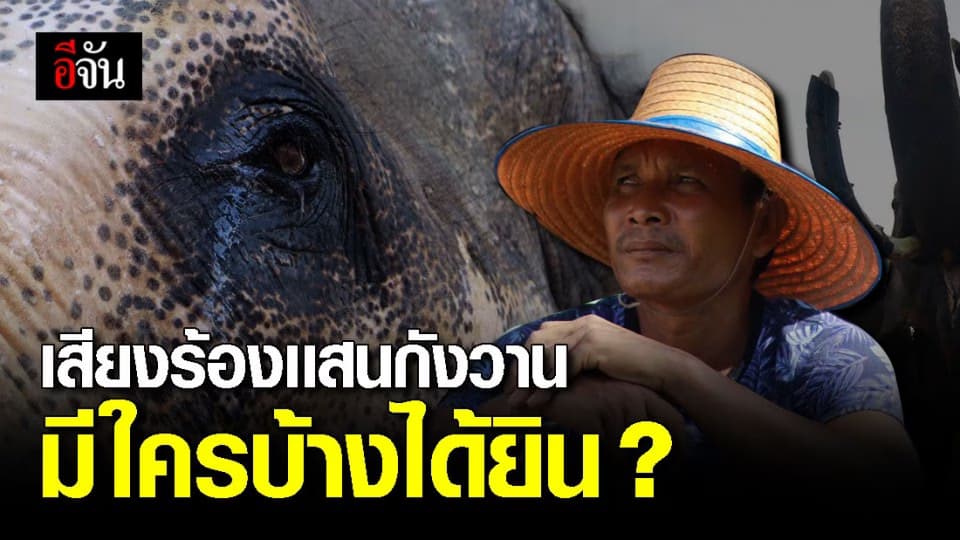 ได้ยินช้างไหม ตั้งเเต่วิกฤติโควิด-19 ชีวิตช้างก็เปลี่ยนไป
