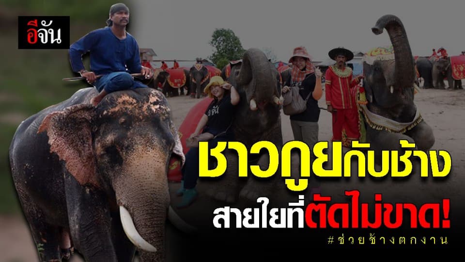 จากช้างป่า สู่ ช้างเลี้ยง กลายสายใยที่ตัดไม่ขาด