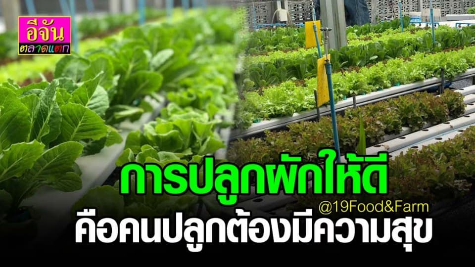 ร้านอาหารไอเดียดี ปลูกผักไฮโดรโปรนิคสด ๆ เสิร์ฟความอร่อยแก่ลูกค้า
