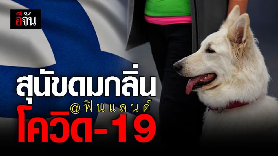 ฟินแลนด์ เผยโฉม สุนัขดมกลิ่น ตามหาผู้ป่วยโควิด-19