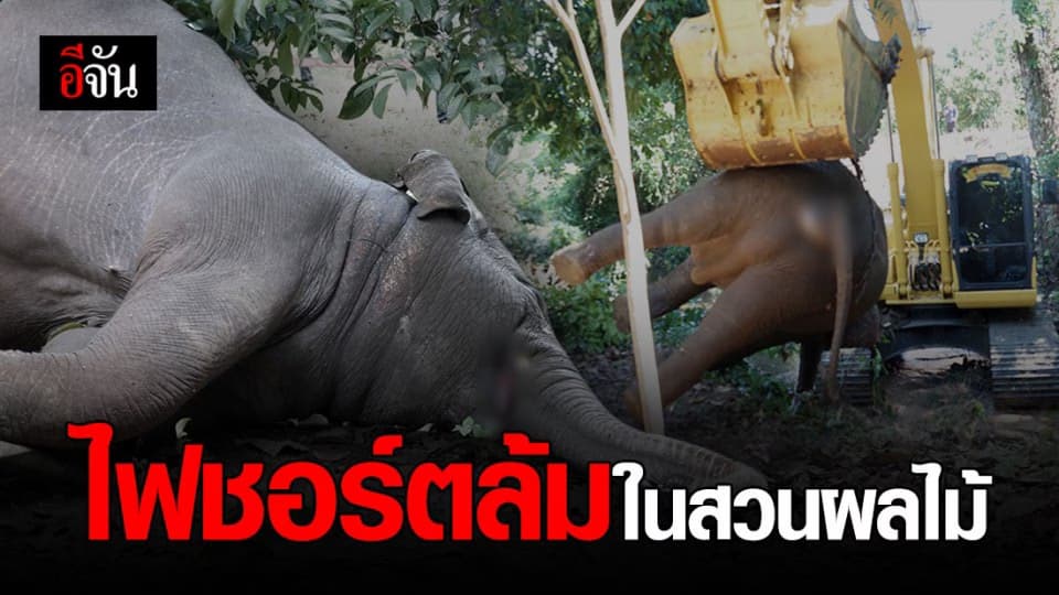 ช้างป่าถูกไฟชอร์ต ล้มคาสวนผลไม้ จันทบุรี