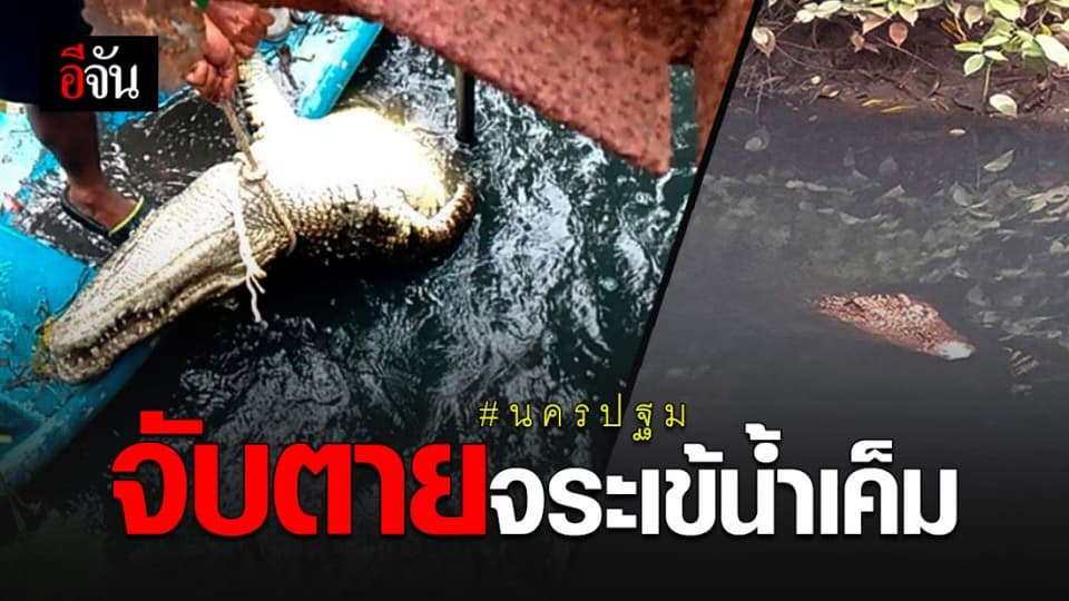 จระเข้โผล่ในคลองย่านนครปฐม จนท. ใช้ปืนยิงตายแล้ว หวั่น ปชช. ได้รับอันตราย