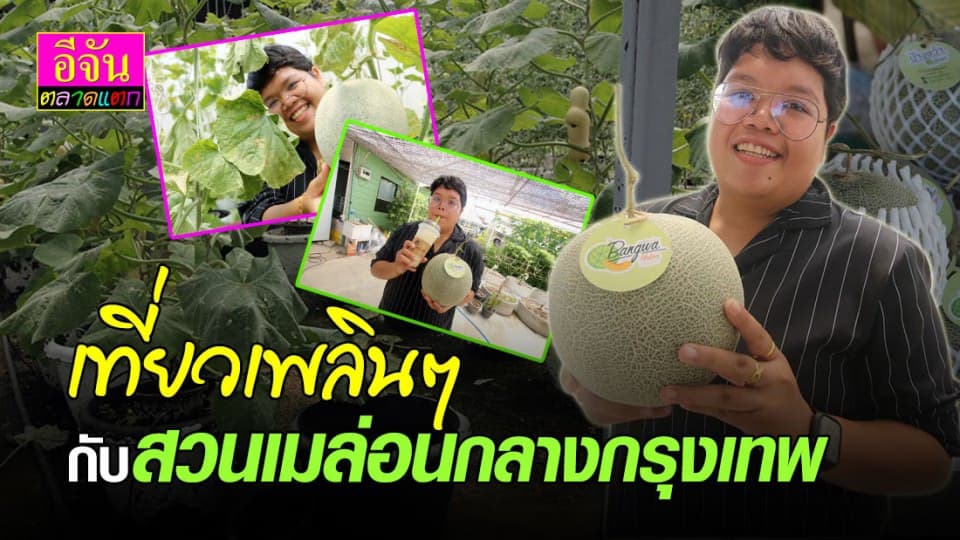 ฝันที่ไม่ต้องแอบฝัน เมล่อนสายพันธุ์แท้จากญี่ปุ่นปลูกได้แล้วใจกลางกรุงฯ