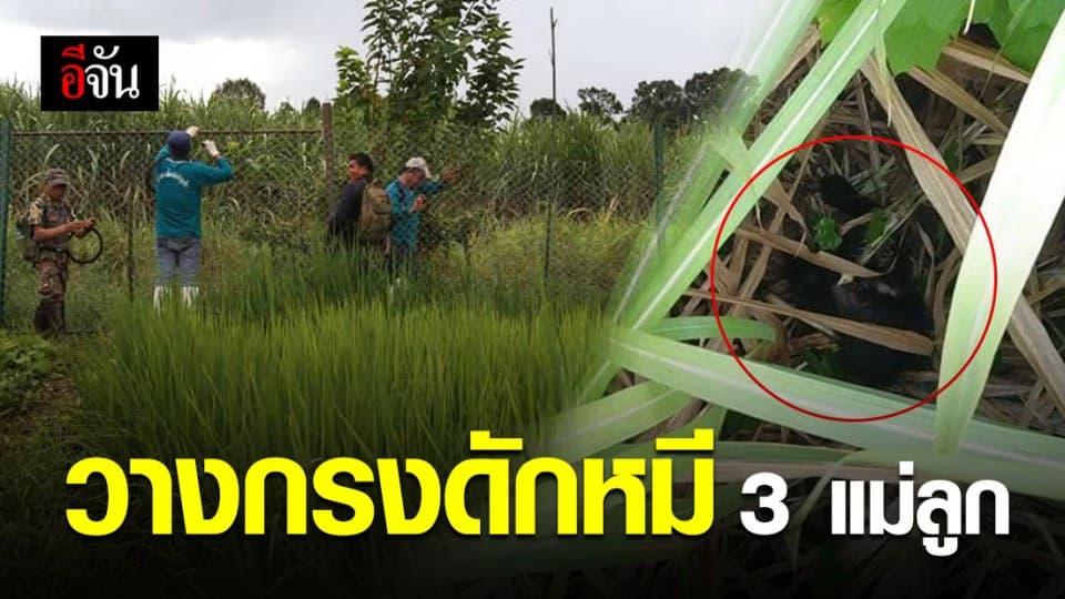 เจอแล้ว ลูกหมีในไร่อ้อย แต่ไม่เจอแม่หมี
