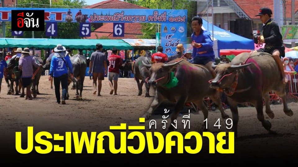 เริ่มแล้ว! ประเพณีวิ่งควาย จ.ชลบุรี