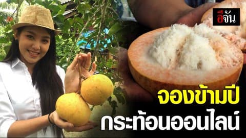 หวาน ฟู อร่อย อยากกินต้องรอหน่อย กระท้อน ลุงชัย ของดีเมืองสุราษฎร์