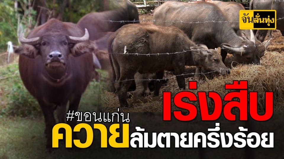 ชาวขอนแก่นระทม! ควายเลี้ยงทยอยล้มตายกว่าครึ่งร้อย