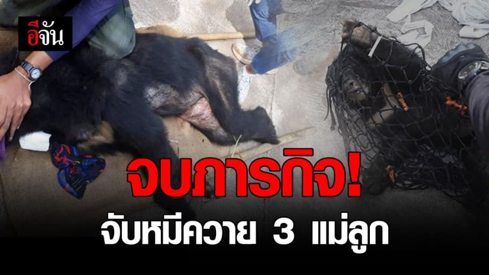 จับได้แล้ว! หมีควาย 3 แม่ลูกในไร่อ้อย