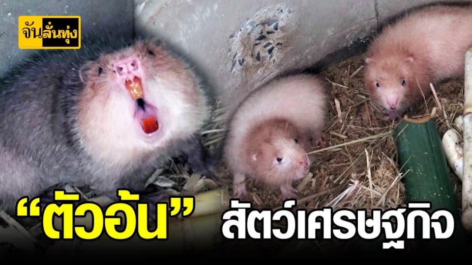 “ตัวอ้น” สัตว์เศรษฐกิจสร้างรายได้ดี