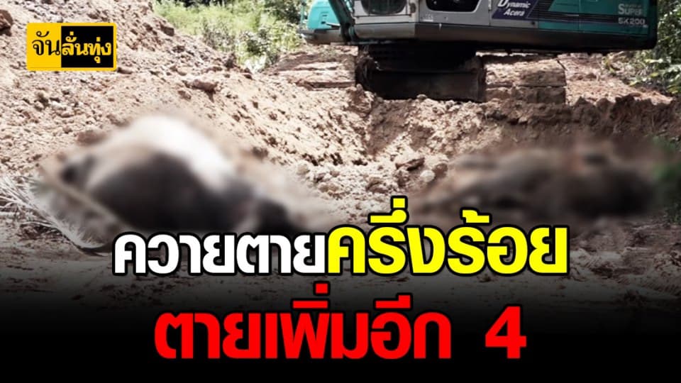 ปศุสัตว์ขอนแก่นเร่งป้องกันควายไม่ให้ตายเพิ่ม