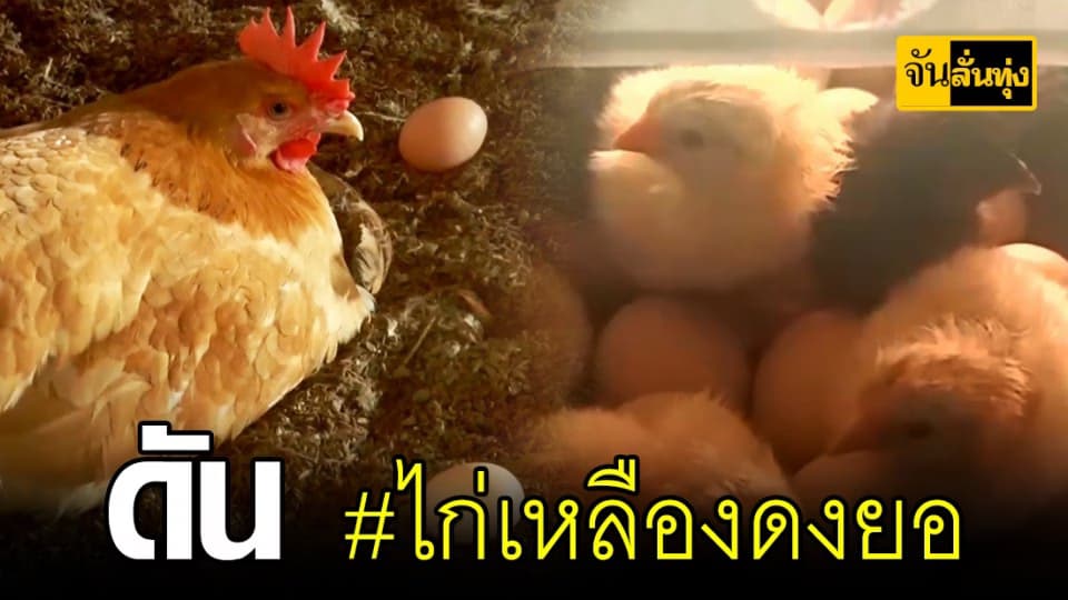 ไก่เหลืองดงยอ สัตว์เศรษฐกิจสกลฯ