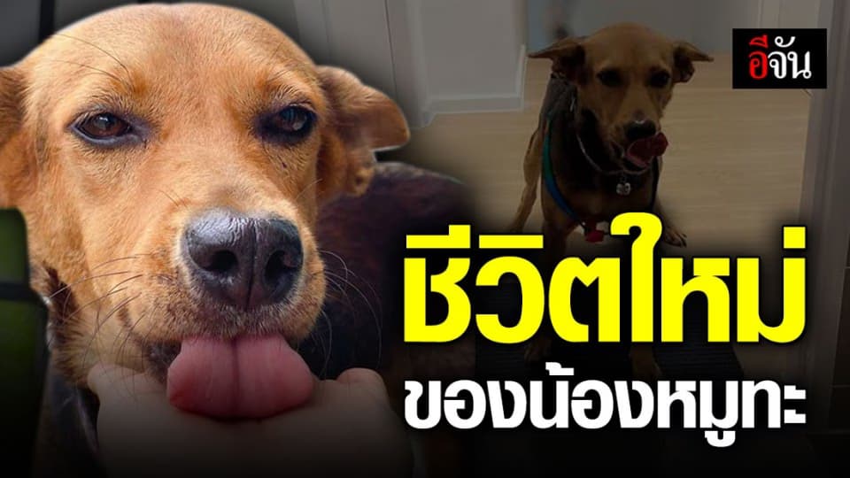 หนุ่มเมาพาหมากลับบ้าน รีวิวชีวิตกับเจ้าหมูทะ โดนปลุกแต่เช้า – นั่งเฝ้าหน้าห้องน้ำ