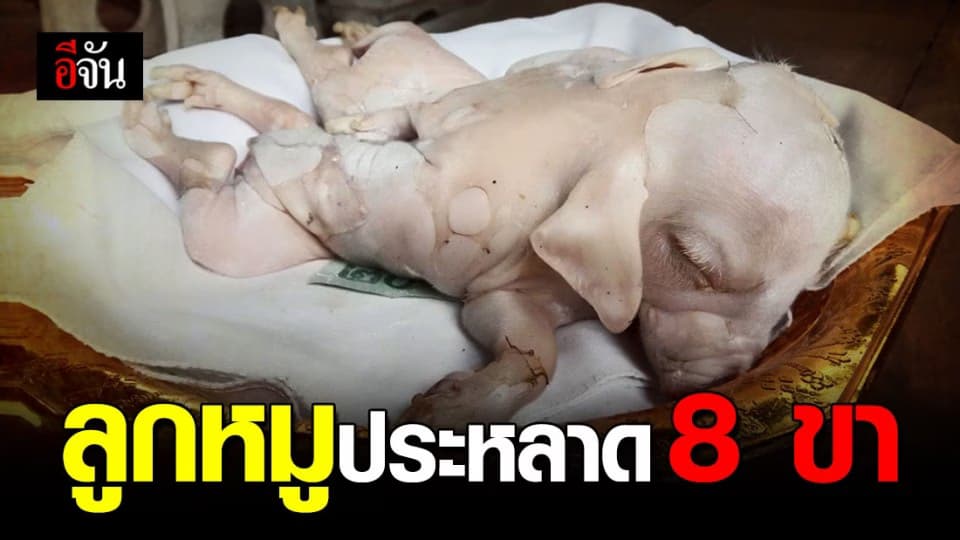 ชาวบ้านโคราช ฮือฮา พบหมูประหลาด 8 ขา 4 หู 1 หัว