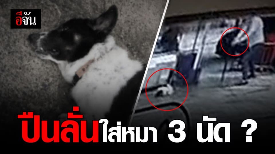 หนุ่มป้อนขนมหมา โดนงับนิ้ว อ้าง ปืนลั่น ทำ”มารวย” ดับคาที่