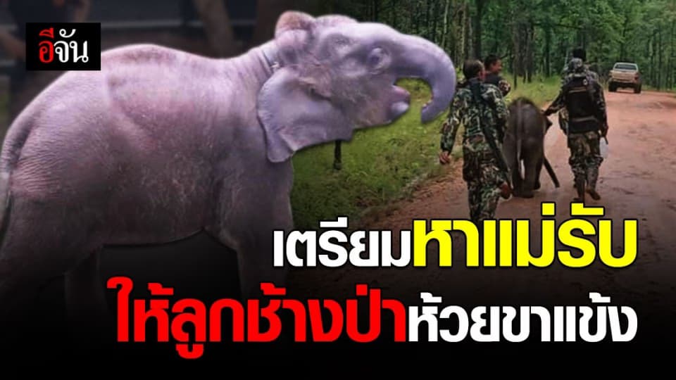 ภารกิจหาแม่รับให้ลูกช้างป่าห้วยขาแข้ง