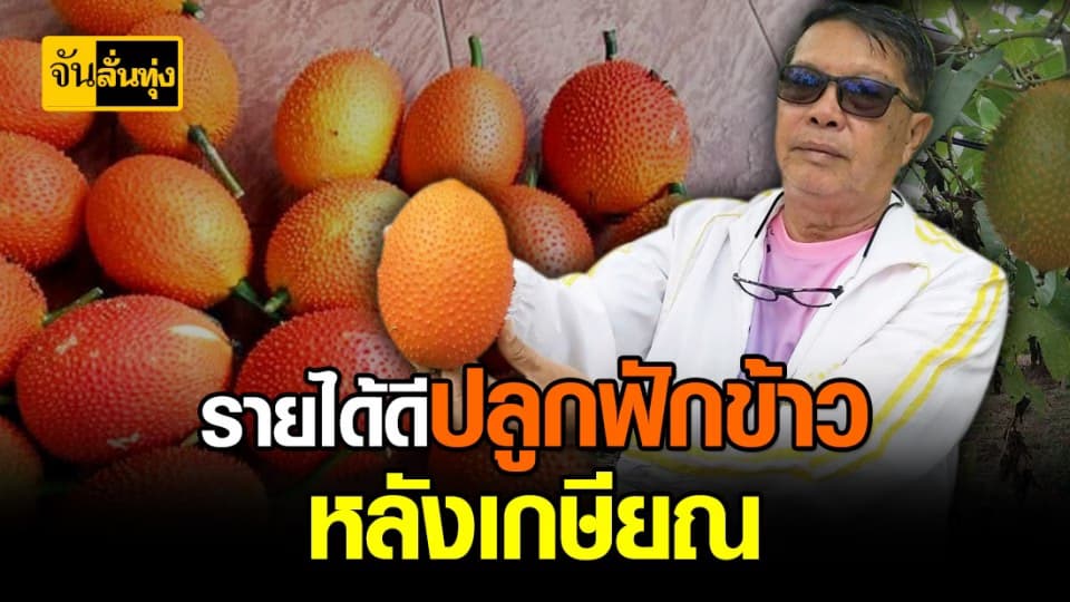 ฟักข้าว 1 ไร่ รายได้เดือนละ 10,000