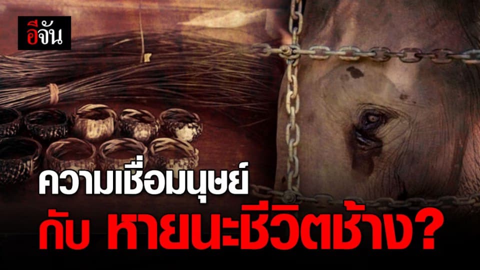 หางช้าง เครื่องรางของขลัง คือความเชื่อหรือการทารุณกรรมช้างกันแน่?