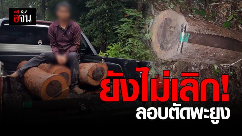 รวบชาวกัมพูชา บุกป่าห้วยทับทัน ลอบตัดพะยูง