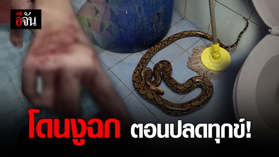 ป้าใจเด็ด หักคองูตาย หลังถูกงูฉกก้น ตอนนั่งปลดทุกข์