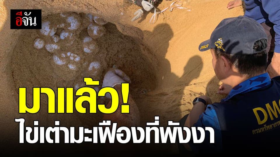 เริ่มแล้วฤดูวางไข่ของเต่ามะเฟือง