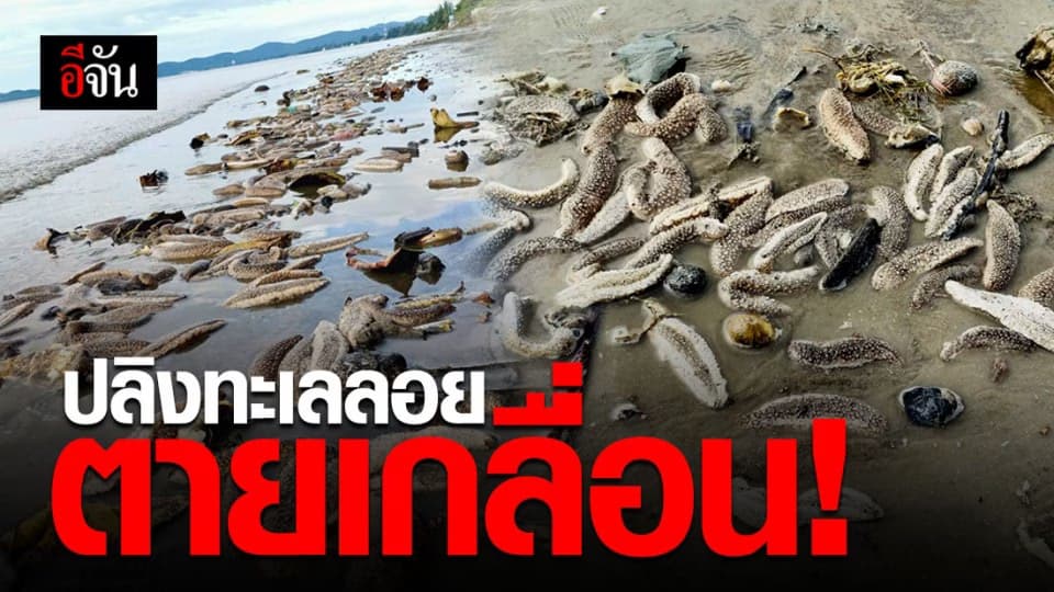 แปลก! ปลิงทะเลตายเกลื่อนริมหาดบางกะไชย