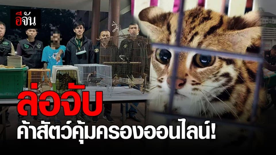 ไม่รอด! พ่อค้าไม่เกรงกฎหมาย ขายสัตว์คุ้มครองออนไลน์