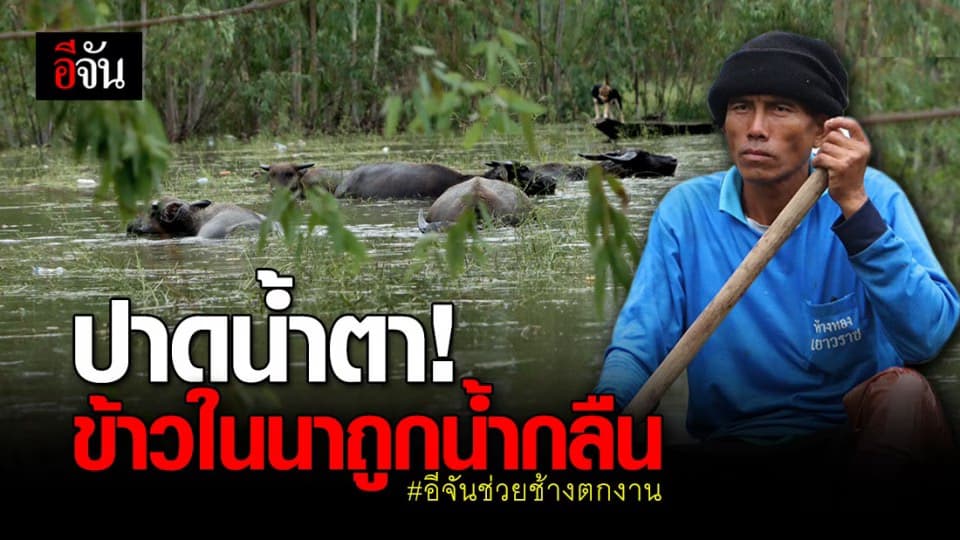ซ้ำทุกควาญช้าง! โควิดทำขายรายได้ไม่พอ น้ำท่วมนาข้าวตายเกือบหมด