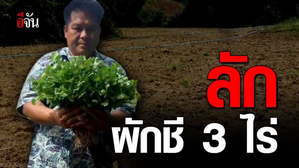 เจ้าของสวนผักชี ช้ำ ! เจอขโมยแสบ ลักผักชี 3 ไร่