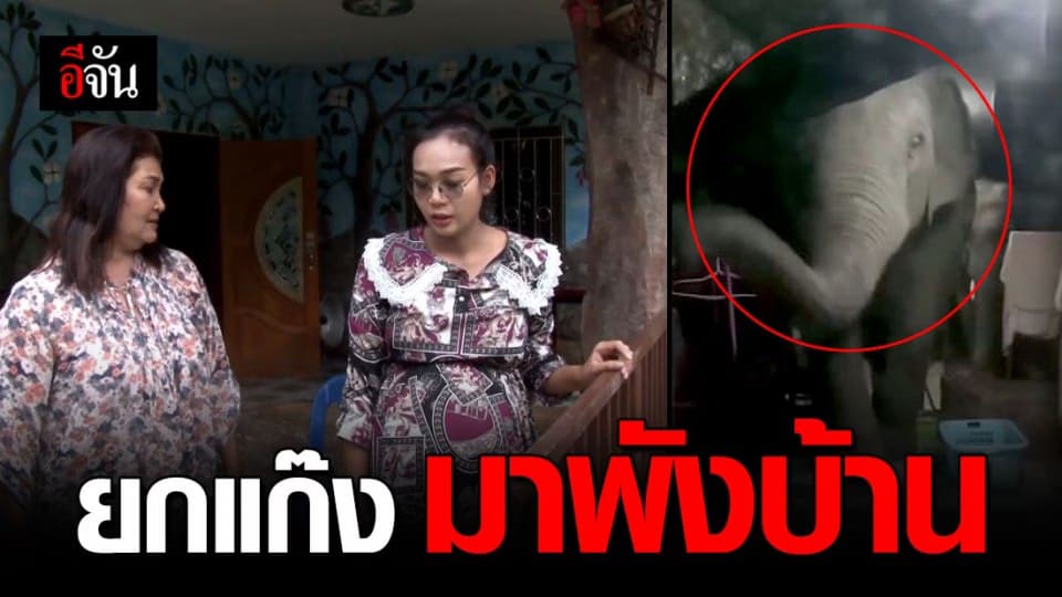 ผวา ช้างป่า ชลบุรี ยกแก๊ง พังรั้ว บุกบ้านสาวท้อง 8 เดือน