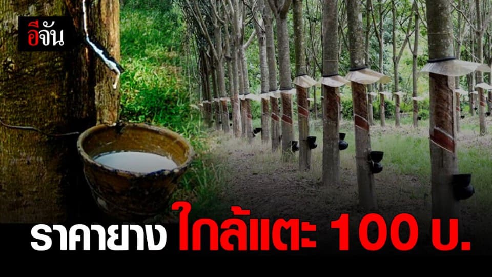 ชาวสวนยาง เตรียมเฮ ! ลุ้น ราคายาง ใกล้แตะ 100 บาท