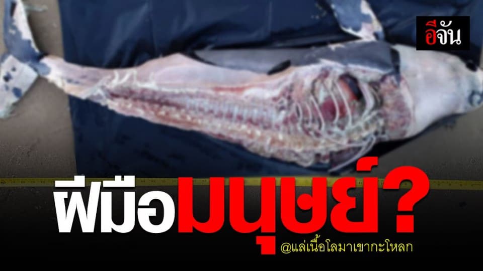 แล่เนื้อ เฉือนหนัง ! ซากโลมา เกยหาด เขากะโหลก