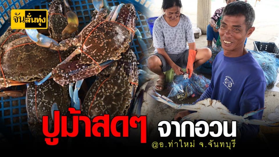 ปูม้า สร้างอาชีพ ช่วย ชาวประมง จันทบุรี ลืมตาอ้าปากได้