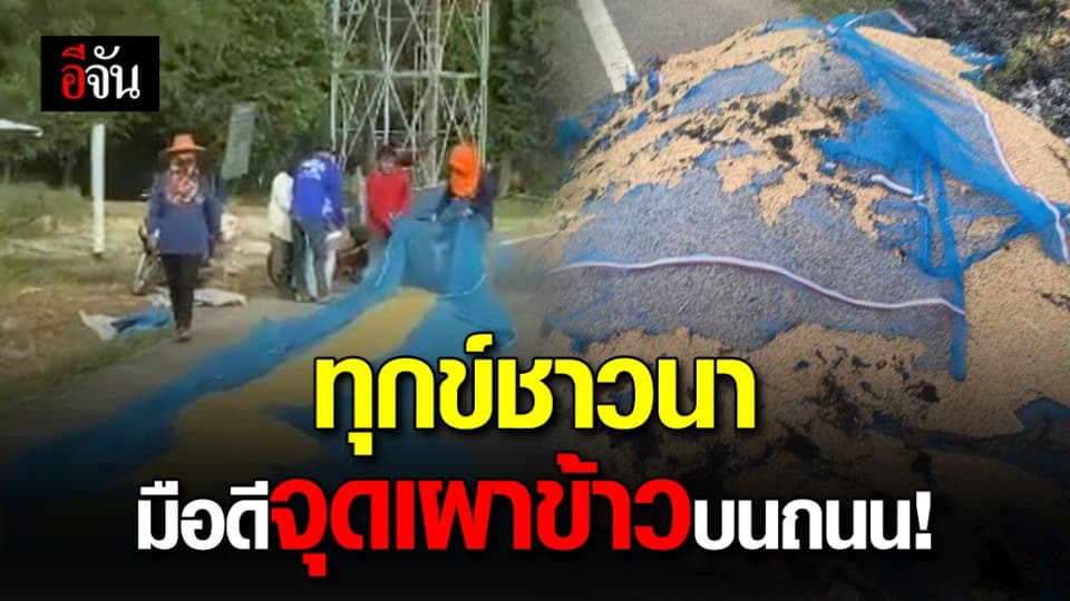 ชาวนาสุรินทร์สุดช้ำ โดนมือดี จุดไฟเผาข้าว ที่ตากบนถนน