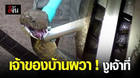 งูจงอางหิวโซ บุกเข้าเล้าไก่ โร่แจ้ง จนท. จับ ผวาเป็นงูเจ้าที่