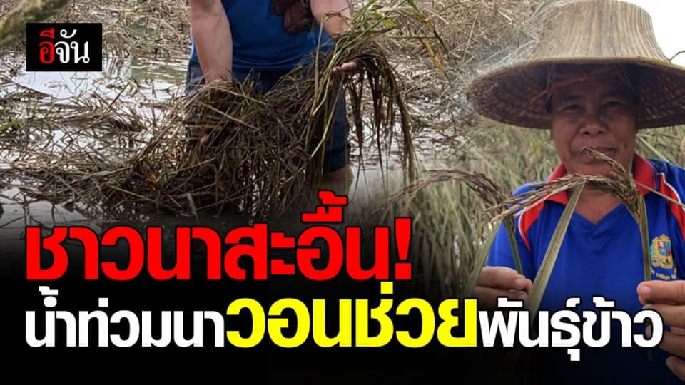 ชาวนาปักธงชัย อยากได้เมล็ดพันธุ์ข้าว หลังข้าวที่ปลูกไว้ถูกน้ำท่วมจนหมด