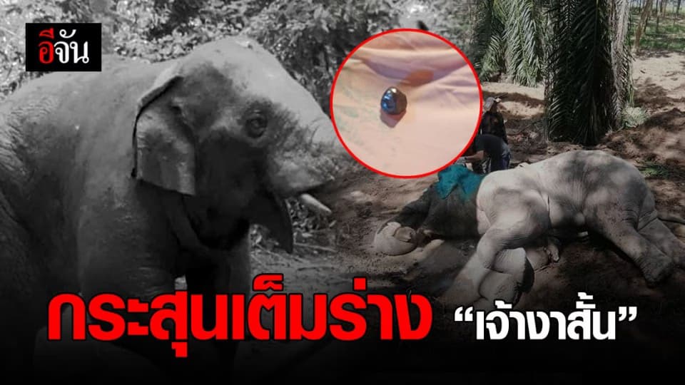 สะเทือนใจ ช้างป่า  เจ้างาสั้น พบกระสุน อยู่ในร่าง 15 นัด
