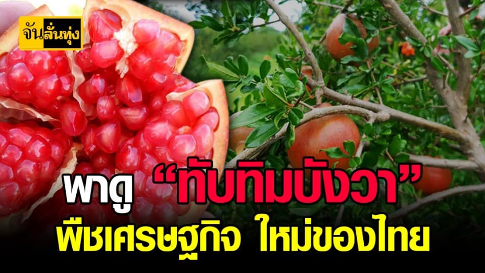 ทับทิมบังวา พืชเศรษฐกิจ ตัวใหม่ที่น่า ลงทุน