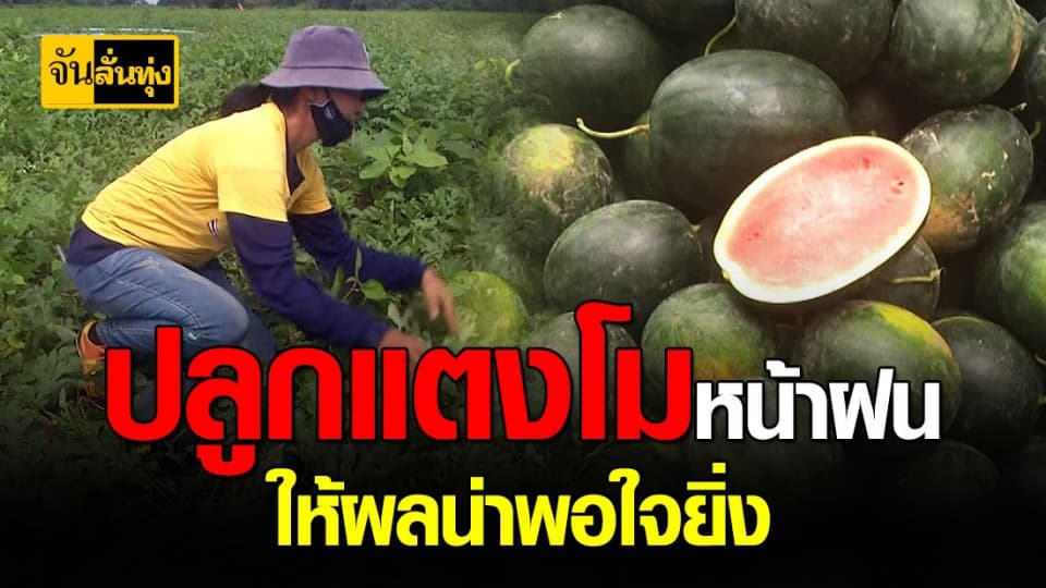 เกษตรกร พิจิตร หัวใสปลูก แตงโมกินรี หน้าฝนแทน ข้าว สร้างรายมากกว่าเดิม 3 เท่า