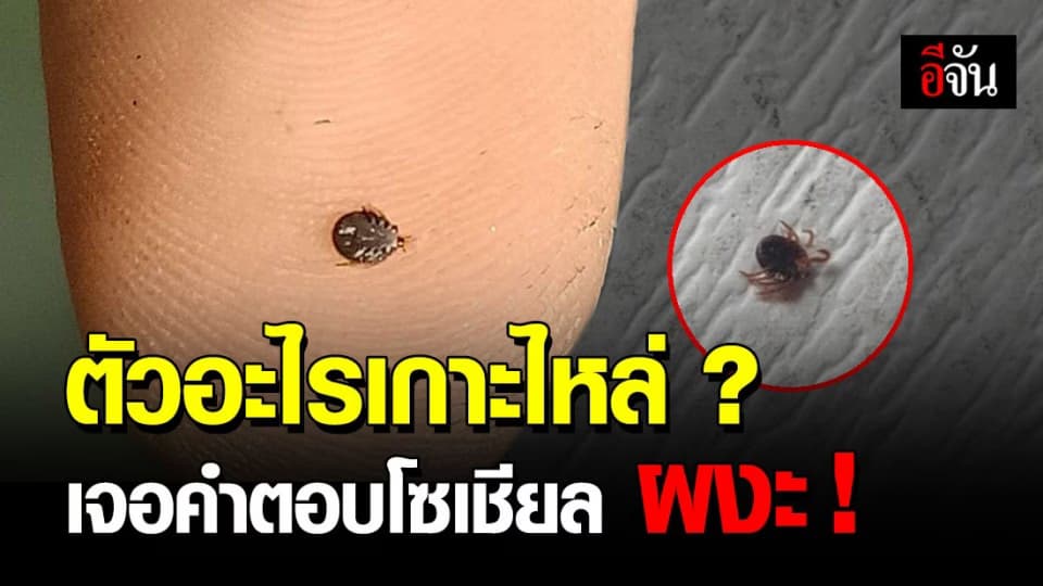 หนุ่มงง ! ไม่รู้ตัวอะไร เกาะบนไหล่ ? เจอคำตอบโซเชียล ถึงกับ ผงะ !