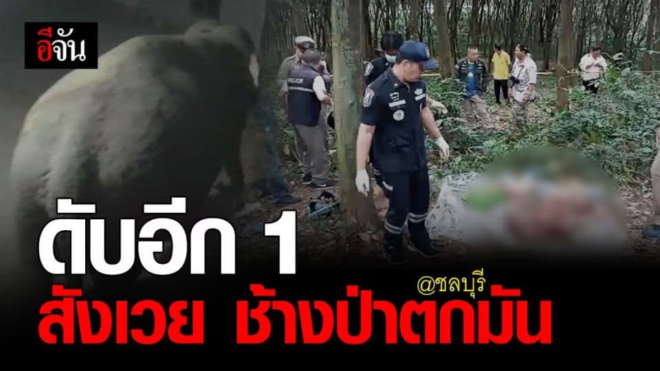 สลด ชลบุรี ! ชาวบ้าน ดับอีก 1 สังเวย ช้างป่าตกมัน อาละวาด