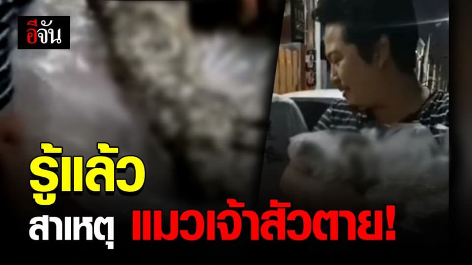 เจ้าของ แมวเจ้าสัว ลั่น “พวกคุณต้องรับผิดชอบกับการกระทำ” หลังรู้เหตุการณ์ตาย