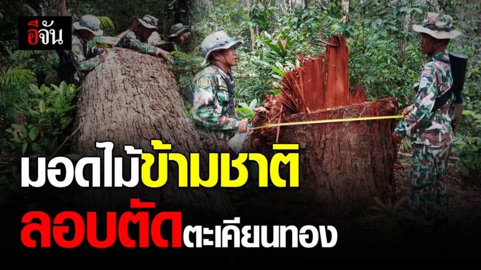 ขบวนการตัดไม้ข้ามชาติ ลอบตัดต้นตะเคียนทองอายุ 200 ปี เสียหายอย่างหนัก !