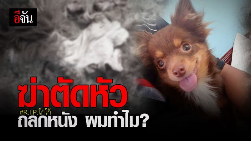 เศร้า ! โกโก้ สุนัขชิวาว่า ถูกคนใจร้าย ฆ่าตัดหัว ถลกหนัง ทิ้งไว้กลางถนนน