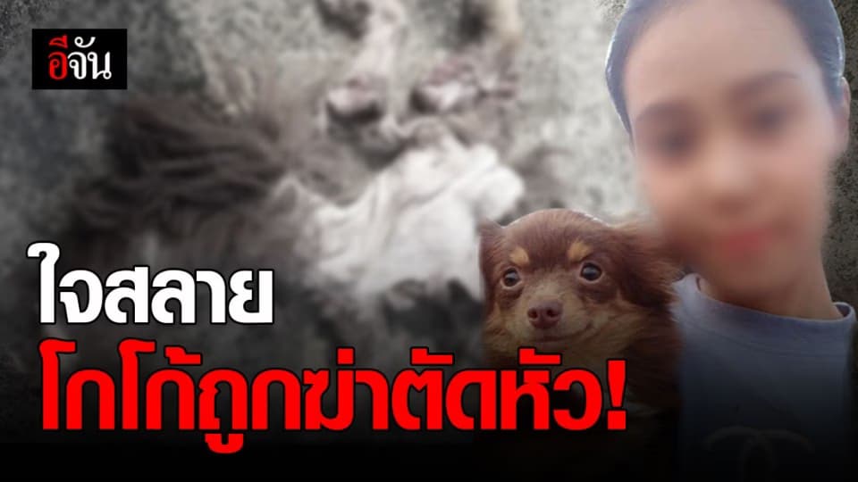 เจ้าของใจสลาย ! โกโก้ สุนัขชิวาว่า ถูก ฆ่าตัดหัว ถลกหนัง อย่างทารุณ