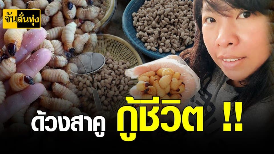 คู่รักวันรุ่นผันตัวเป็น เกษตรกร เลี้ยง ด้วงสาคู เงินดี มีความสุข