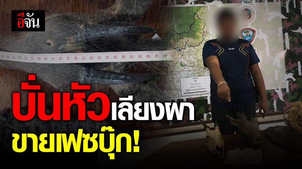 ทีมพญาเสือ ผสานกำลัง ทีมเหยี่ยวดง ล่อซื้อ จับหนุ่ม ตัดหัวเลียงผา ขายออนไลน์