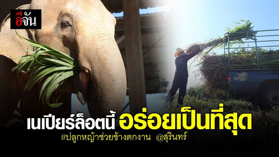 ชื่นใจ 4 เดือน หญ้าเนเปียร์ 40 ไร่ น้ำหนัก 50 ตัน ต่ออิ่ม “ ช้างตกงาน “ ได้หลายวัน