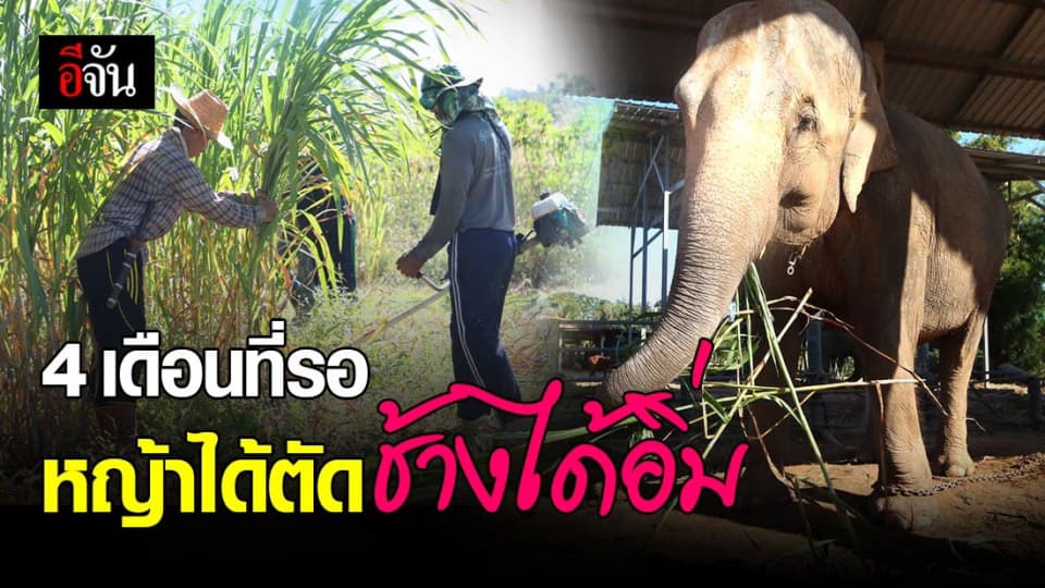 อีจันเเละควาญช้างตกงาน จ.สุรินทร์ ตัดหญ้าเนเปียร์ 50 ตัน ต่ออิ่มช้างตกงาน