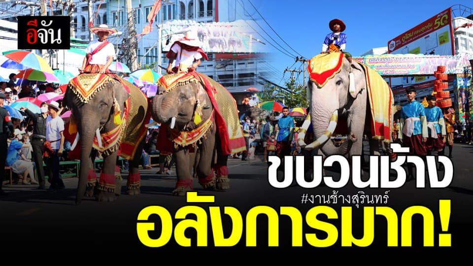 ตระการตา ! ขบวนช้าง ยกทัพสร้างความยิ่งใหญ่ ครบรอบ 60 ปี งานช้างสุรินทร์